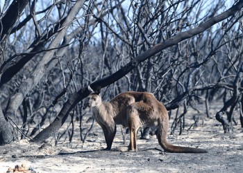 Αυστραλία: Ο καπνός από τις πυρκαγιές ευθύνεται για εκατοντάδες θανάτους