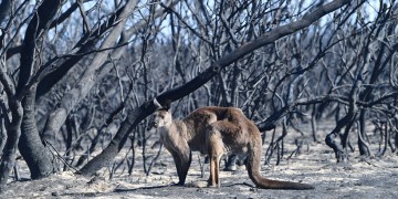 Αυστραλία: Ο καπνός από τις πυρκαγιές ευθύνεται για εκατοντάδες θανάτους