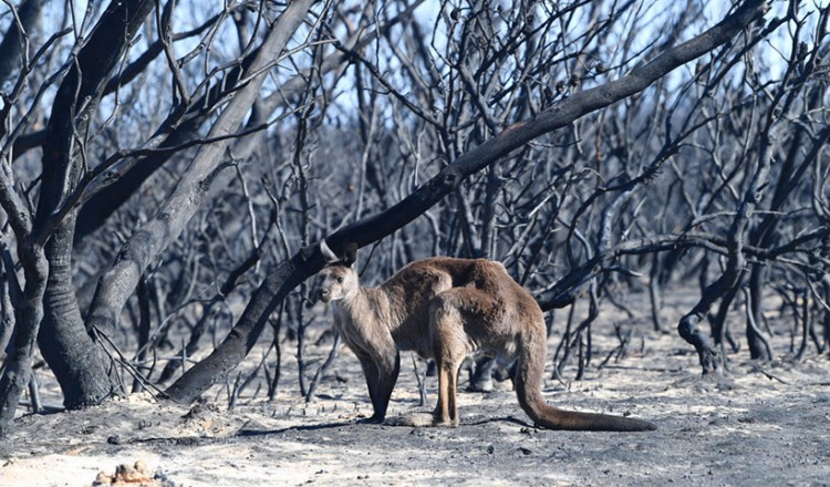 Αυστραλία: Ο καπνός από τις πυρκαγιές ευθύνεται για εκατοντάδες θανάτους