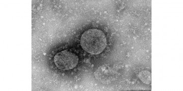 Νέος κοροναϊός: Η περίοδος επώασης είναι κατά μέσο όρο 5,2 μέρες