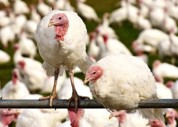 Ουγγαρία: Ο ιός της γρίπης των πτηνών H5N8 βρέθηκε σε αγρόκτημα με γαλοπούλες