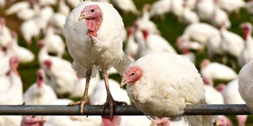 Ουγγαρία: Ο ιός της γρίπης των πτηνών H5N8 βρέθηκε σε αγρόκτημα με γαλοπούλες
