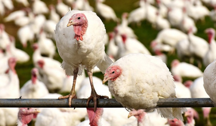 Ουγγαρία: Ο ιός της γρίπης των πτηνών H5N8 βρέθηκε σε αγρόκτημα με γαλοπούλες