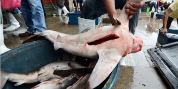 Ευρωπαϊκή πρωτοβουλία ενάντια στην αφαίρεση και στο εμπόριο πτερυγίων καρχαριών