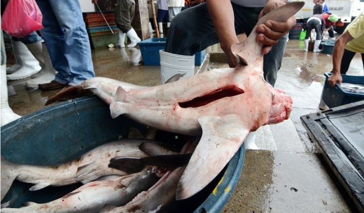 Ευρωπαϊκή πρωτοβουλία ενάντια στην αφαίρεση και στο εμπόριο πτερυγίων καρχαριών