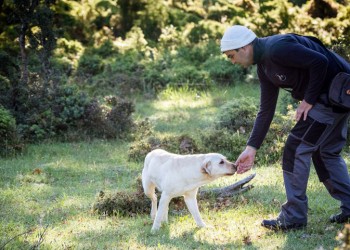 Αρχίζει το Κυνήγι Τρούφας στην περιοχή των Μετεώρων (βίντεο)