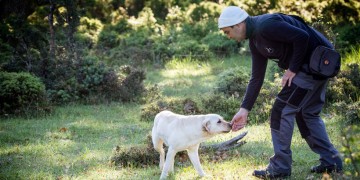 Αρχίζει το Κυνήγι Τρούφας στην περιοχή των Μετεώρων (βίντεο)