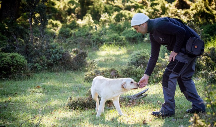 Αρχίζει το Κυνήγι Τρούφας στην περιοχή των Μετεώρων (βίντεο)