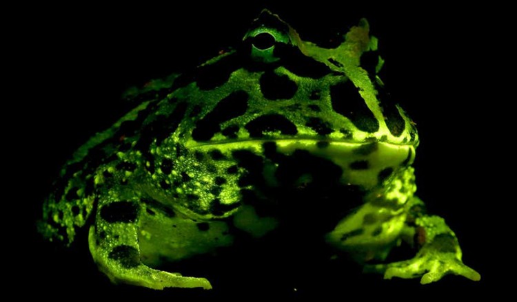 Αμφίβια που λάμπουν: Σχεδόν όλοι οι βάτραχοι και οι σαλαμάνδρες διαθέτουν βιοφωταύγεια