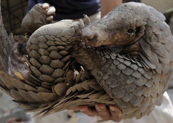 Αθώος ο παγκολίνος για τη μετάδοση του SARS-CoV-2