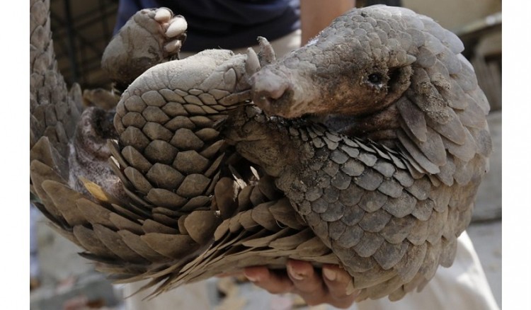 Αθώος ο παγκολίνος για τη μετάδοση του SARS-CoV-2