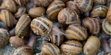 Τα «νηστίσιμα» της αρχαίας Ελλάδας