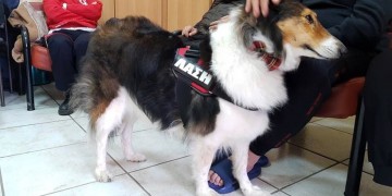 Οι σκύλοι βοήθειας και θεραπείας προσφέρουν ανακούφιση σε δύσκολες καταστάσεις