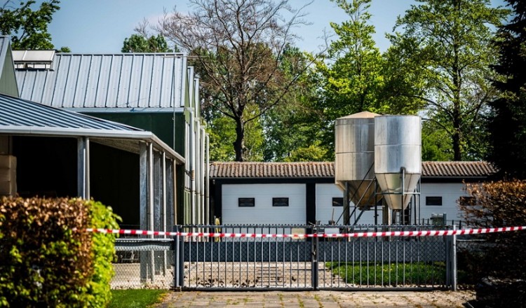 Covid-19: Μολύνθηκαν βιζόν σε εκτροφεία στην Ολλανδία