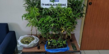 Θεσσαλονίκη: Η «Μίνι» ξετρύπωσε 42 δενδρύλλια κάνναβης σε σπίτι