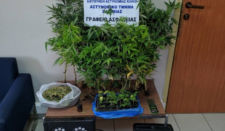 Θεσσαλονίκη: Η «Μίνι» ξετρύπωσε 42 δενδρύλλια κάνναβης σε σπίτι