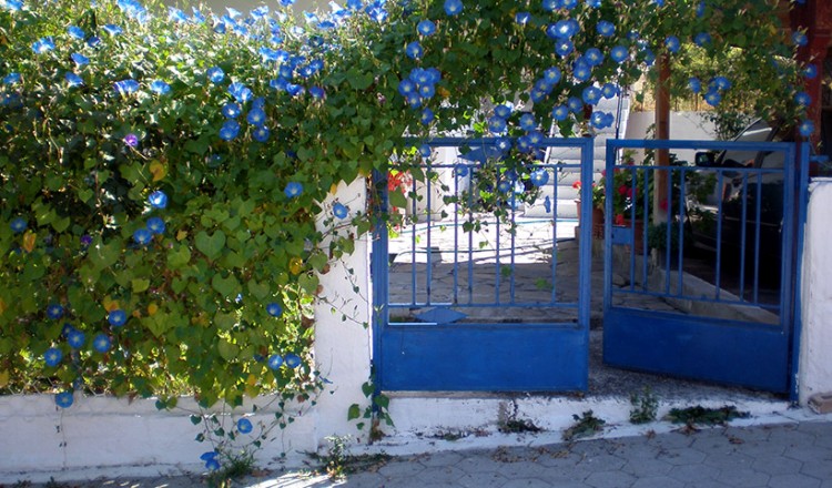 Θεσσαλονίκη: Ανθίζουν μπαλκόνια και αυλές λόγω καραντίνας