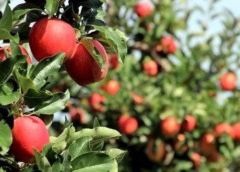 Τα μήλα στον Πόντο ως πηγή νεότητας και γονιμότητας - Cover Image