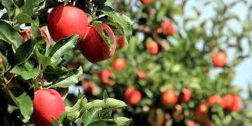 Τα μήλα στον Πόντο ως πηγή νεότητας και γονιμότητας - Cover Image