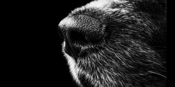 Θεσσαλονίκη: Νέα επίθεση αδέσποτου σκύλου σε άνθρωπο στο Δήμο Νεάπολης-Συκεών