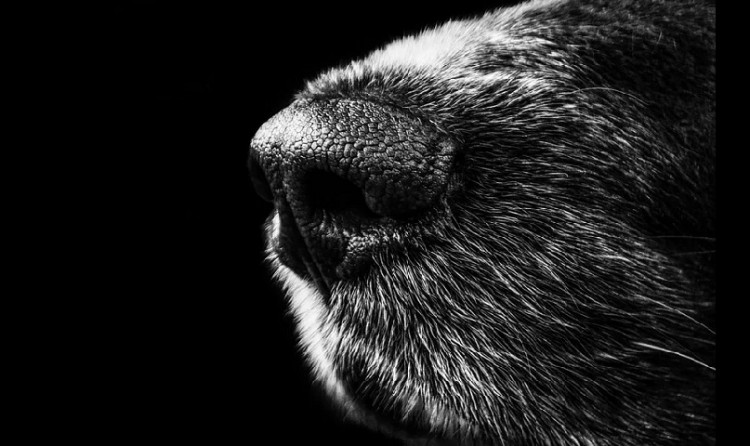 Θεσσαλονίκη: Νέα επίθεση αδέσποτου σκύλου σε άνθρωπο στο Δήμο Νεάπολης-Συκεών