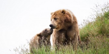 Κοζάνη: Αρκούδα με το μωρό της ψάχνουν τροφή στα όρια της πόλης