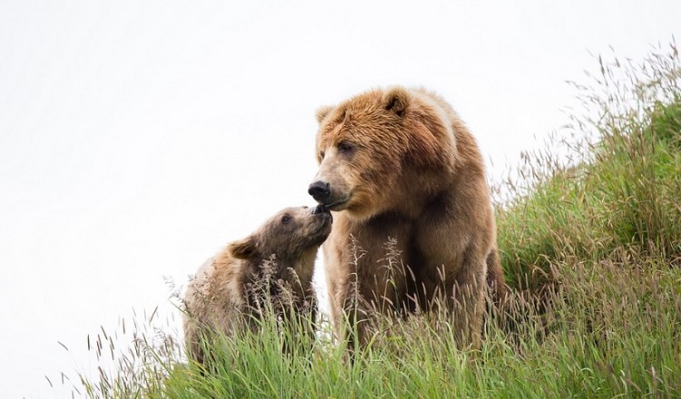 Κοζάνη: Αρκούδα με το μωρό της ψάχνουν τροφή στα όρια της πόλης