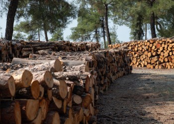 Θεσσαλονίκη: Η καταστροφή του Σέιχ Σου από το φλοιοφάγο έντομο συνεχίζεται ανεμπόδιστα