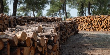 Θεσσαλονίκη: Η καταστροφή του Σέιχ Σου από το φλοιοφάγο έντομο συνεχίζεται ανεμπόδιστα