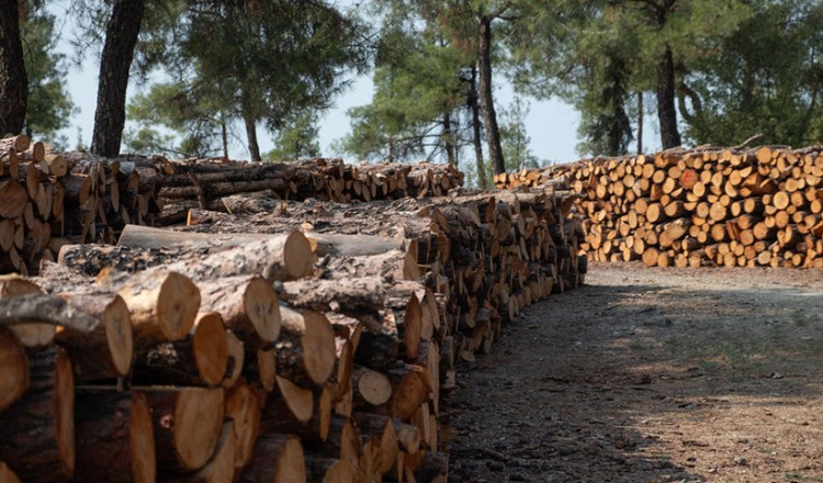 Θεσσαλονίκη: Η καταστροφή του Σέιχ Σου από το φλοιοφάγο έντομο συνεχίζεται ανεμπόδιστα
