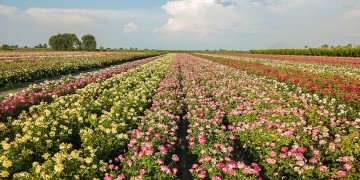 Τριαντάφυλλα από τον κάμπο των Γιαννιτσών «ταξιδεύουν» εκτός συνόρων και κατακτούν νέες αγορές