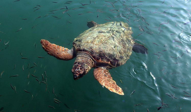 Η χελώνα caretta-caretta μπορεί να ωοτοκεί για τουλάχιστον 33 χρόνια!