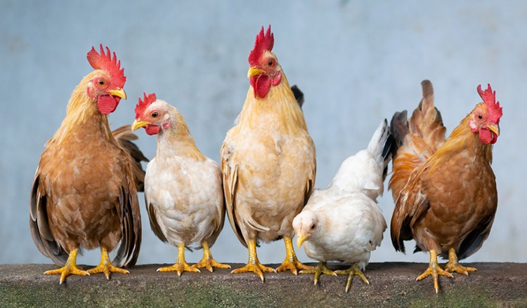 Φως στην προέλευση του κοτόπουλου από διεθνή γενετική μελέτη