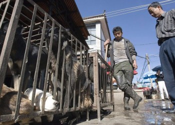 Φεστιβάλ κατανάλωσης κρέατος σκύλου στην Κίνα – Ο κορονοϊός αλλάζει την κινεζική συνήθεια