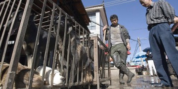 Φεστιβάλ κατανάλωσης κρέατος σκύλου στην Κίνα – Ο κορονοϊός αλλάζει την κινεζική συνήθεια