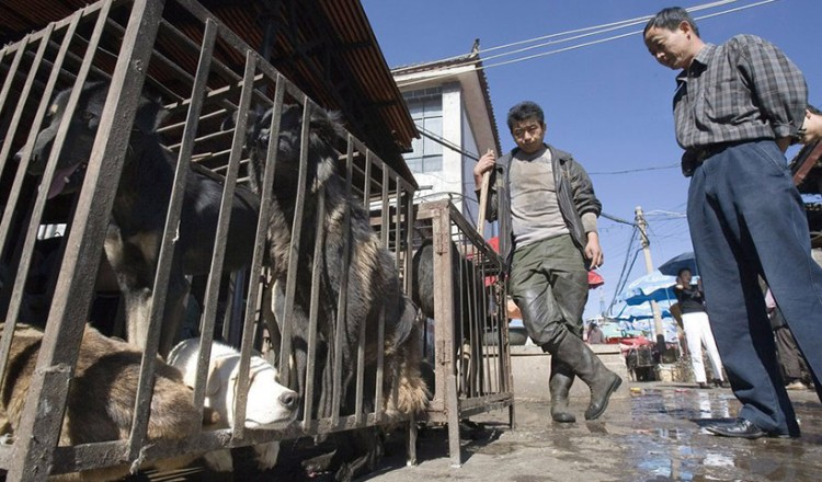 Φεστιβάλ κατανάλωσης κρέατος σκύλου στην Κίνα – Ο κορονοϊός αλλάζει την κινεζική συνήθεια
