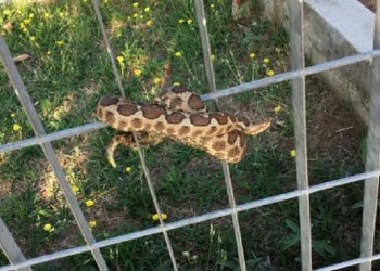 Θεσσαλονίκη: Φίδι σε παιδική χαρά τρόμαξε γονείς και παιδιά
