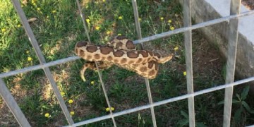 Θεσσαλονίκη: Φίδι σε παιδική χαρά τρόμαξε γονείς και παιδιά