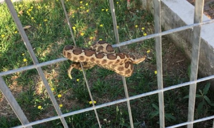 Θεσσαλονίκη: Φίδι σε παιδική χαρά τρόμαξε γονείς και παιδιά