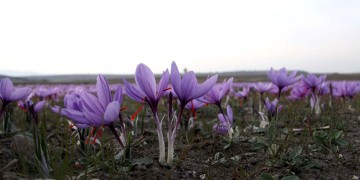 Κοζάνη: Εξάγεται στην Κίνα η πρώτη ποσότητα κρόκου