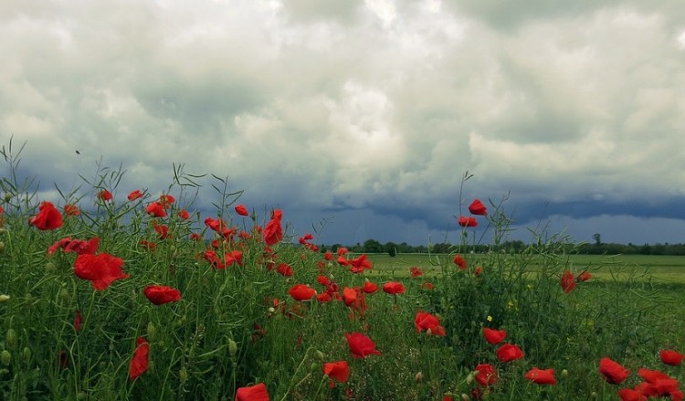 (Φωτ. αρχείου: pixabay.com)