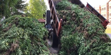 Χασισοφυτεία-μαμούθ βρέθηκε στα Γρεβενά (βίντεο)