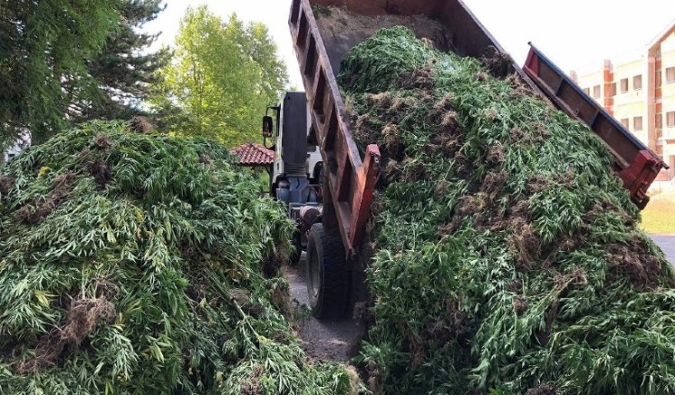 Χασισοφυτεία-μαμούθ βρέθηκε στα Γρεβενά (βίντεο)