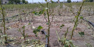 Καταστροφές από την κακοκαιρία σε καλλιέργειες στο Κιλελέρ