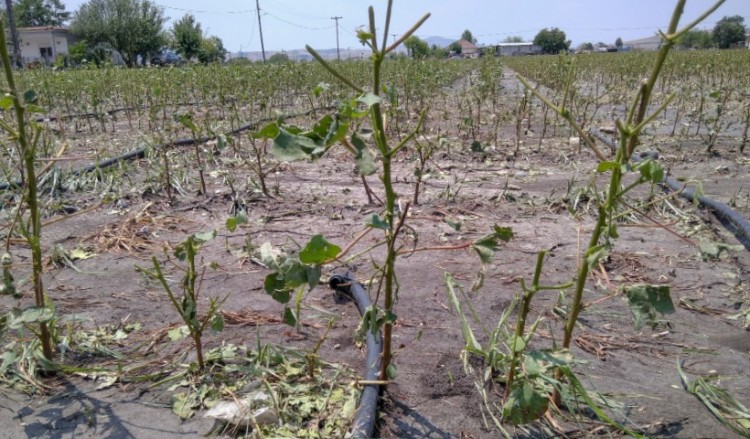 Καταστροφές από την κακοκαιρία σε καλλιέργειες στο Κιλελέρ