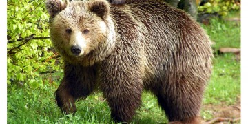 Συνάντηση με αρκούδα; Ο «Αρκτούρος» συμβουλεύει