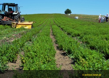 Αναζητώντας τον αρωματικό «χρυσό» στα Γρεβενά – Η συγκομιδή και η απόσταξη σε ένα ποντιακό χωριό