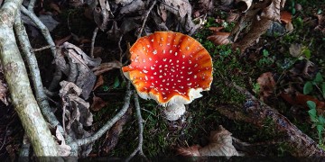 Τα δηλητηριώδη είδη μανιταριών στην Ελλάδα – Ποια είναι τα χαρακτηριστικά τους (φωτο)