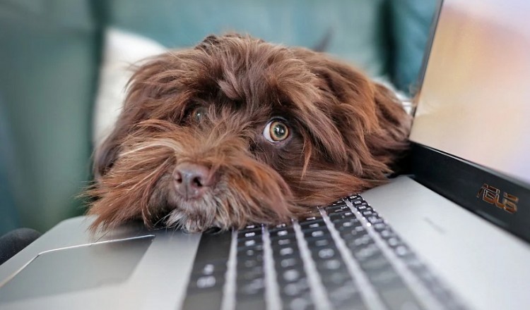 Τηλεργασία: Για πρώτη φορά καθορίζεται το θεσμικό και νομικό πλαίσιό της