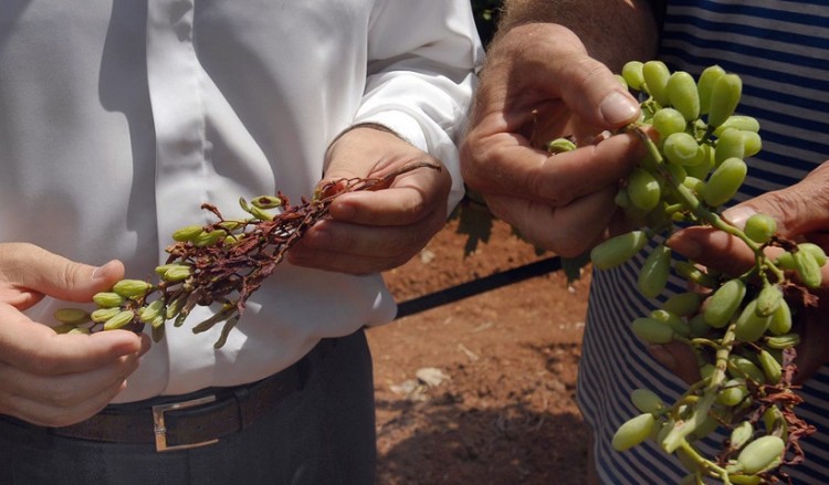 Την Τετάρτη η εξόφληση οφειλών του ΕΛΓΑ